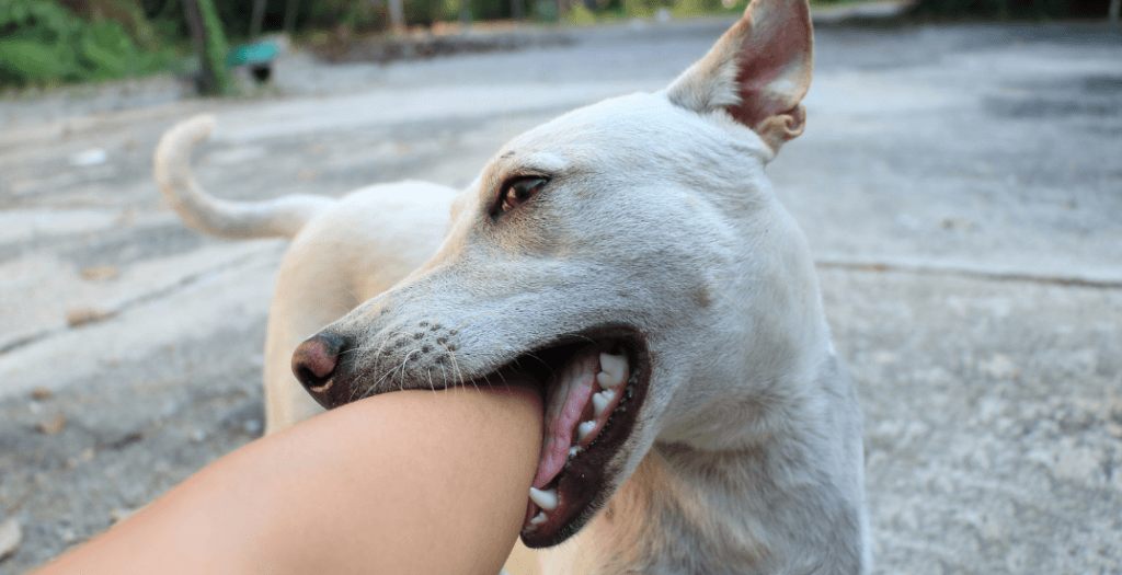 Comprender las Leyes de Mordeduras de Perro - corena law